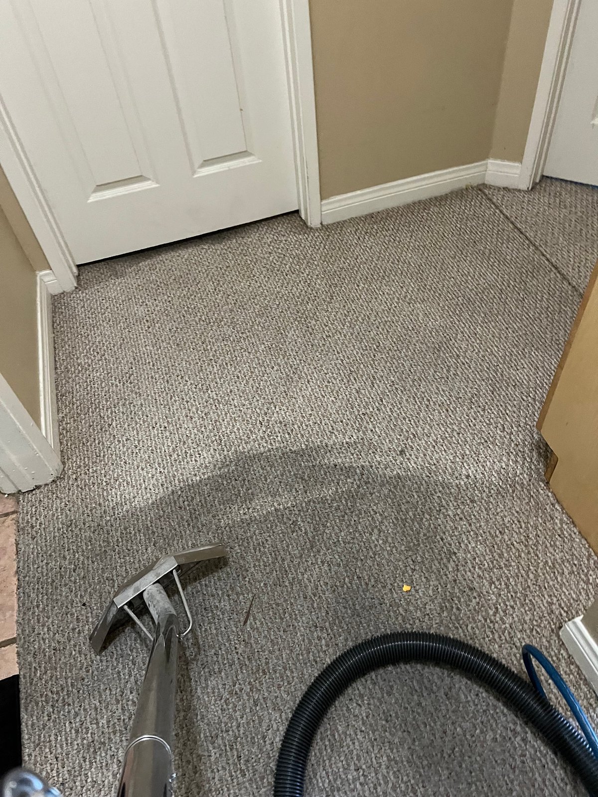 Close-up of carpet cleaning in progress showing a cleaning wand and hose being used on gray carpeted floor in a hallway with white doors and beige walls