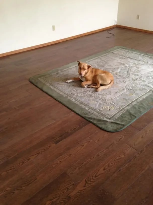 Brown dog lying on a gray rug in an empty room with dark hardwood flooring
